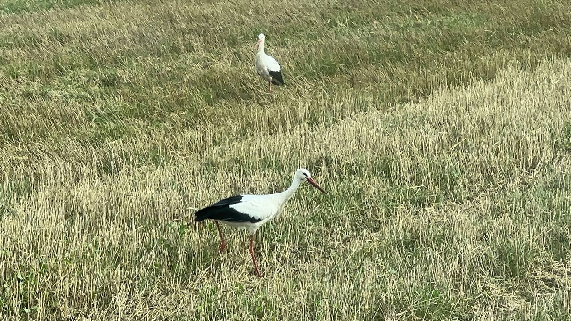 Можайск, Можайский городской округ, Подмосковье, сбор урожая, зерно, пшеница, овёс, рожь, аграрий, сельское хозяйство, агроном