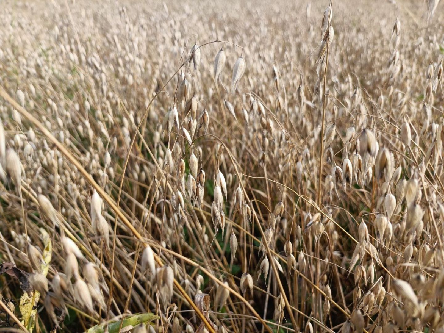Можайск, Можайский городской округ, Подмосковье, сбор урожая, зерно, пшеница, овёс, рожь, аграрий, сельское хозяйство, агроном