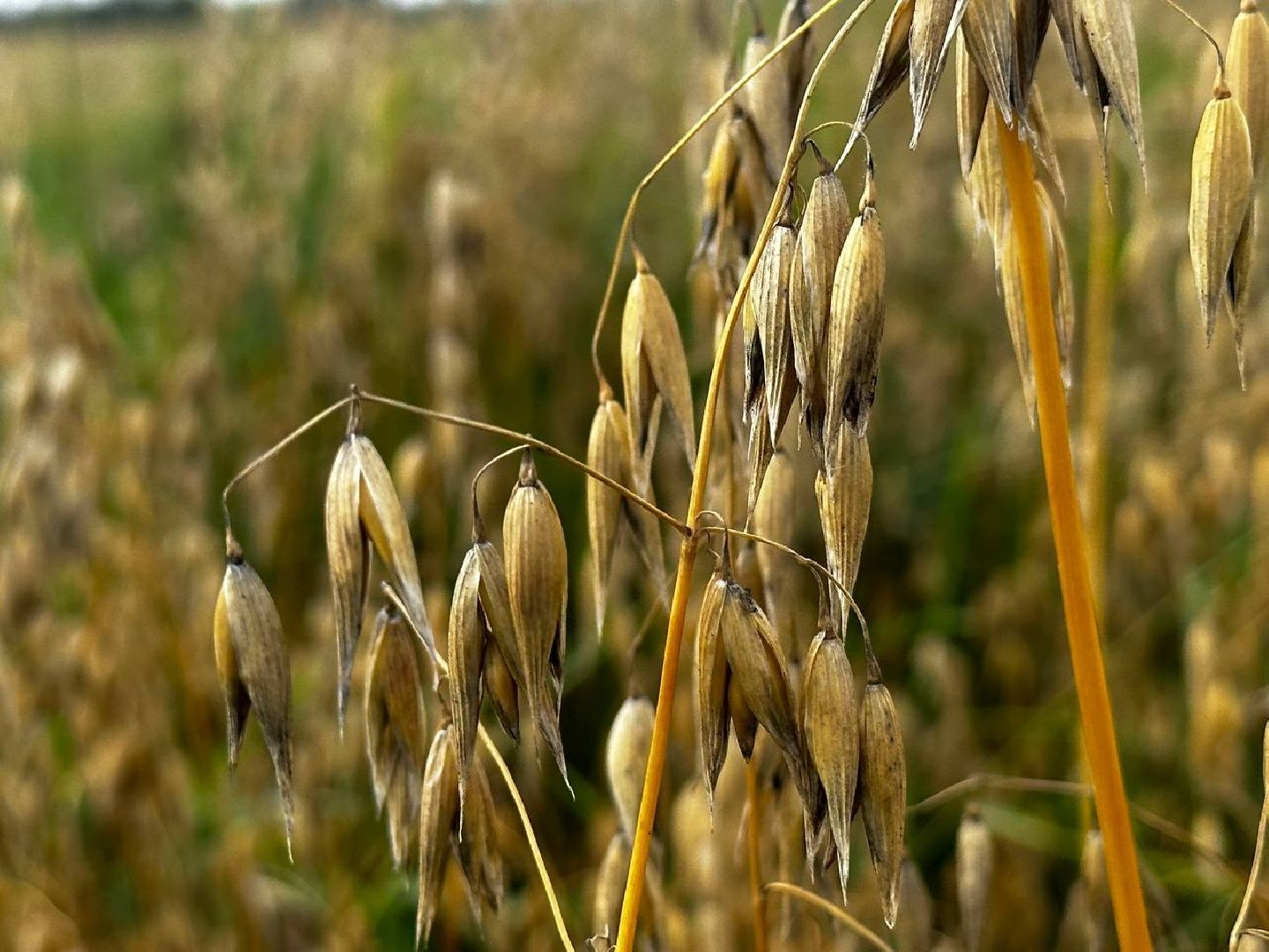 Можайск, Можайский городской округ, Подмосковье, сбор урожая, зерно, пшеница, овёс, рожь, аграрий, сельское хозяйство, агроном