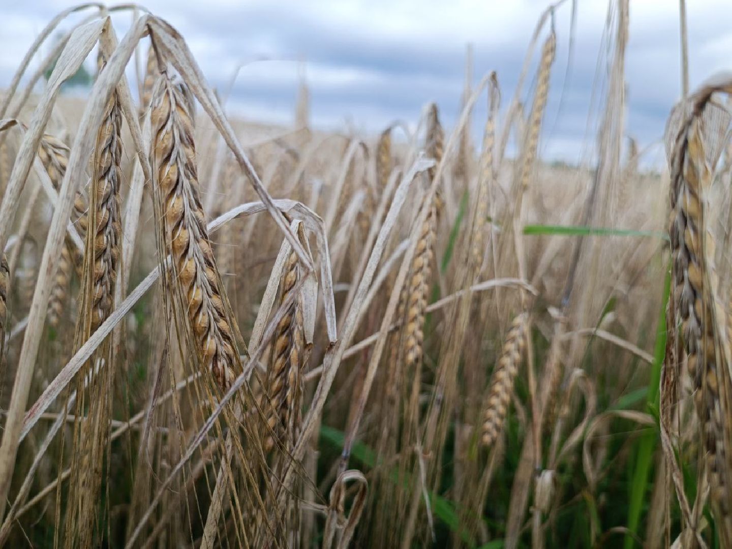 Можайск, Можайский городской округ, Подмосковье, сбор урожая, зерно, пшеница, овёс, рожь, аграрий, сельское хозяйство, агроном