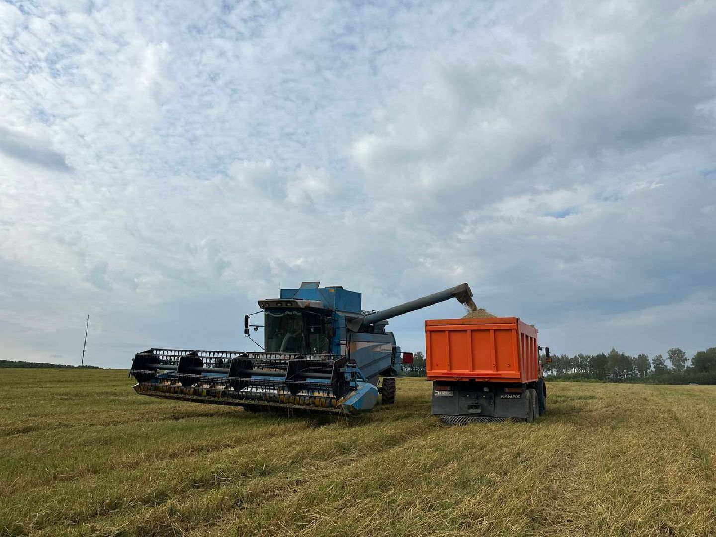 Можайск, Можайский городской округ, Подмосковье, сбор урожая, зерно, пшеница, овёс, рожь, аграрий, сельское хозяйство, агроном