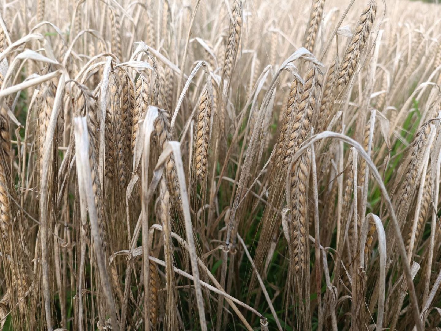 Можайск, Можайский городской округ, Подмосковье, сбор урожая, зерно, пшеница, овёс, рожь, аграрий, сельское хозяйство, агроном