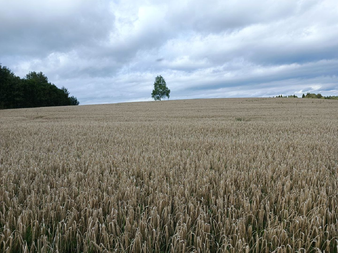 Можайск, Можайский городской округ, Подмосковье, сбор урожая, зерно, пшеница, овёс, рожь, аграрий, сельское хозяйство, агроном