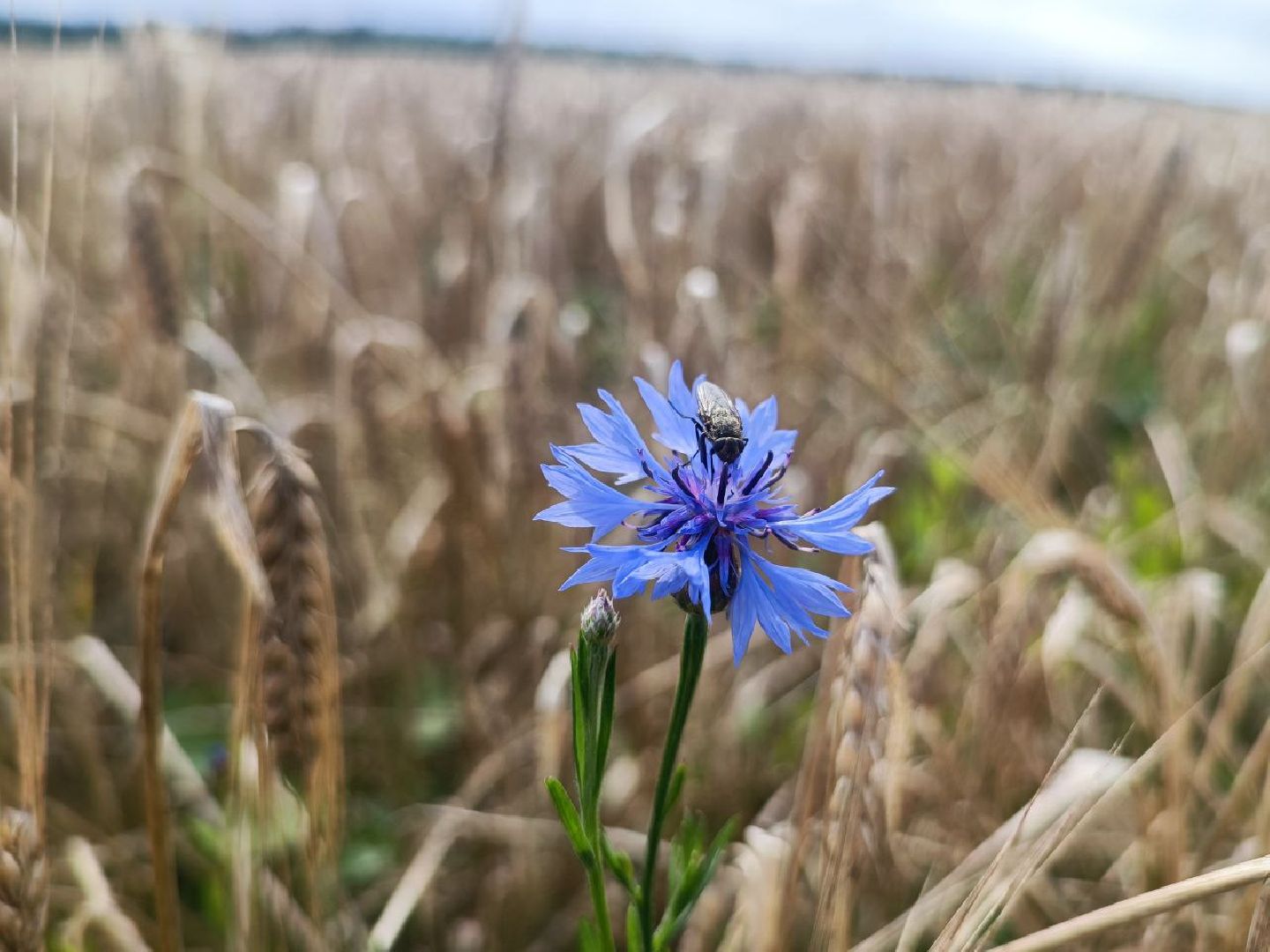 Можайск, Можайский городской округ, Подмосковье, сбор урожая, зерно, пшеница, овёс, рожь, аграрий, сельское хозяйство, агроном