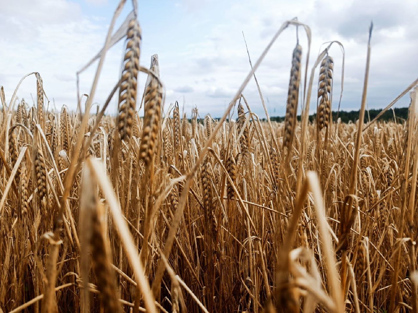 Можайск, Можайский городской округ, Подмосковье, сбор урожая, зерно, пшеница, овёс, рожь, аграрий, сельское хозяйство, агроном