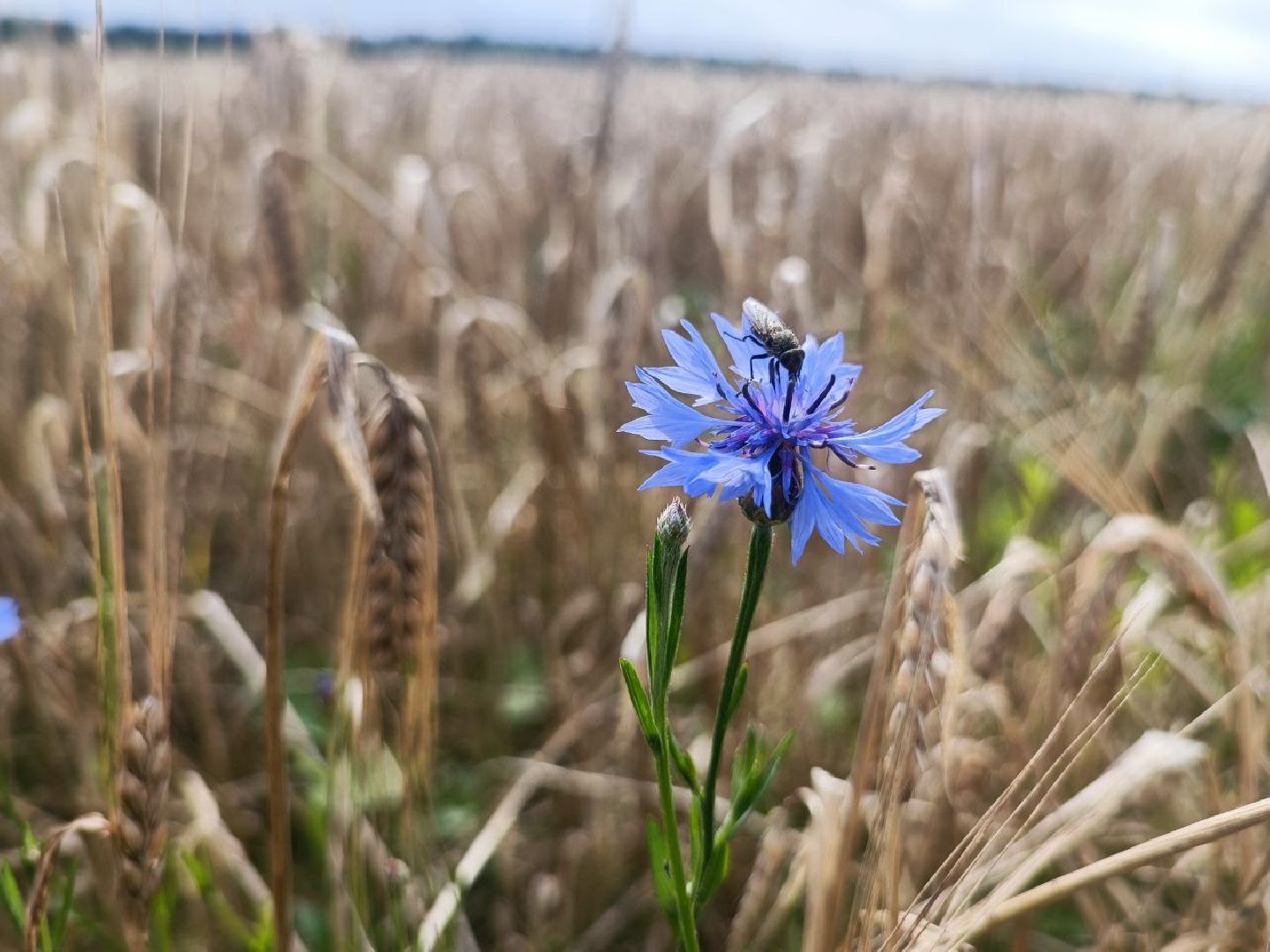 Можайск, Можайский городской округ, Подмосковье, сбор урожая, зерно, пшеница, овёс, рожь, аграрий, сельское хозяйство, агроном