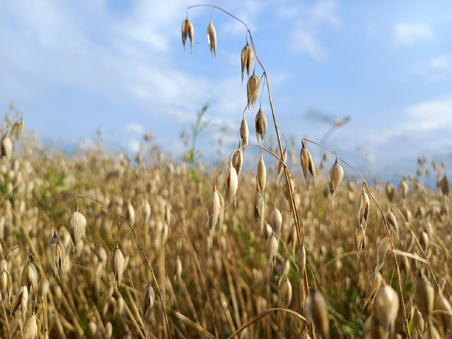 Можайск, Можайский городской округ, Подмосковье, сбор урожая, зерно, пшеница, овёс, рожь, аграрий, сельское хозяйство, агроном