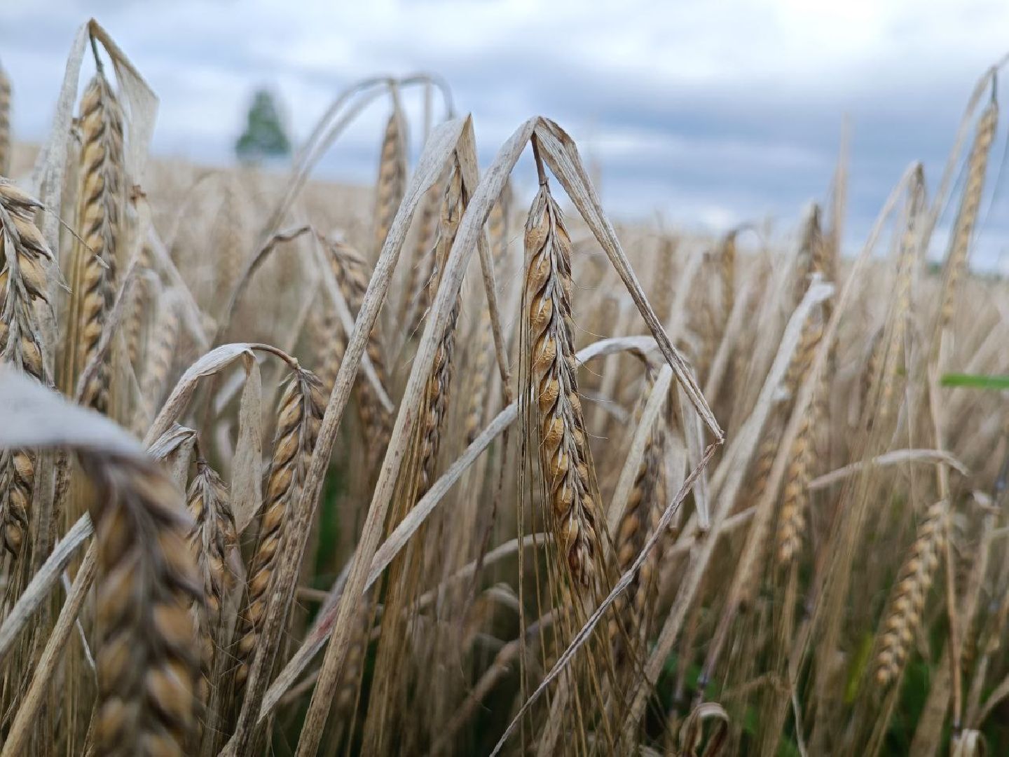 Можайск, Можайский городской округ, Подмосковье, сбор урожая, зерно, пшеница, овёс, рожь, аграрий, сельское хозяйство, агроном