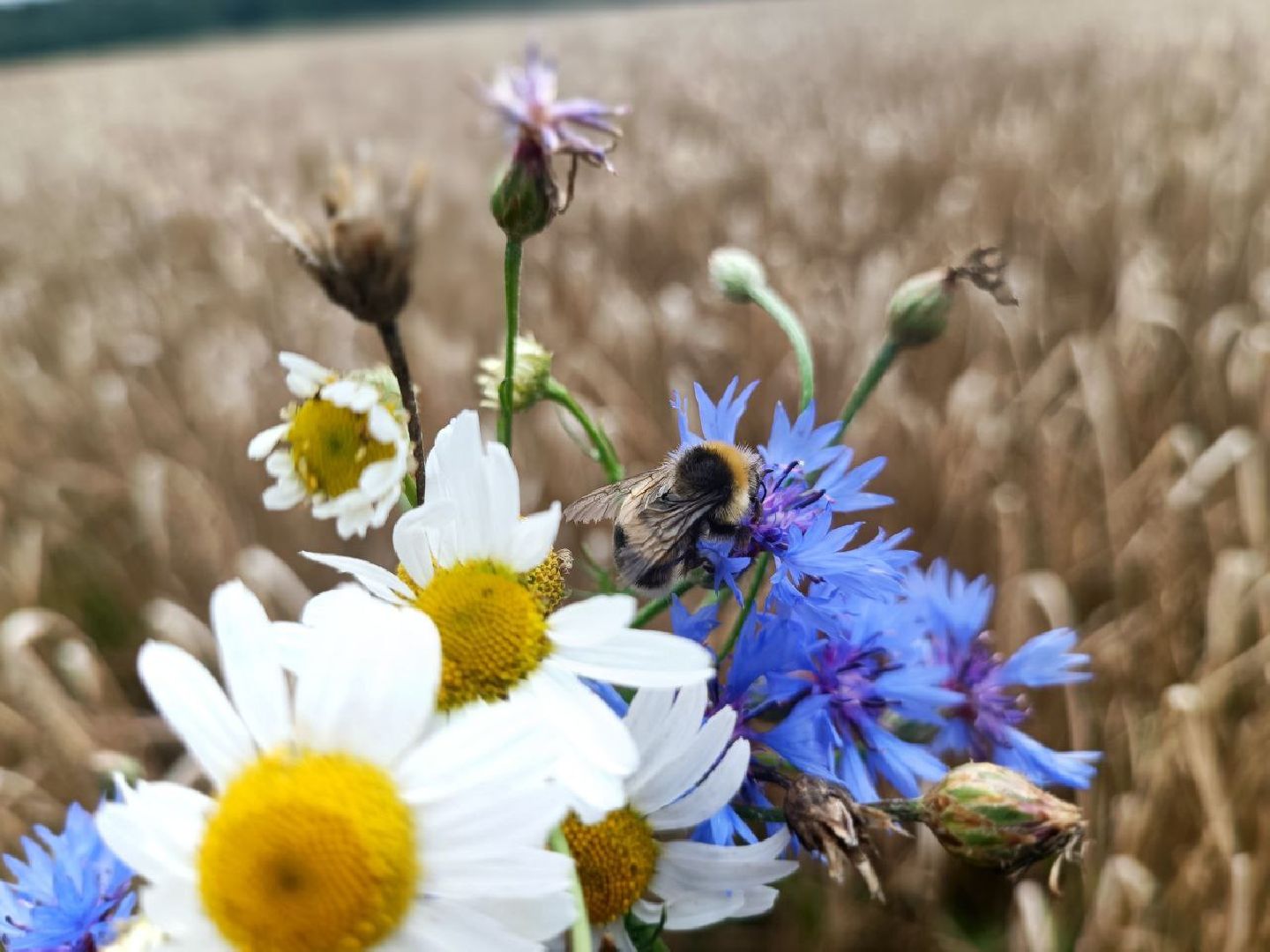 Можайск, Можайский городской округ, Подмосковье, сбор урожая, зерно, пшеница, овёс, рожь, аграрий, сельское хозяйство, агроном