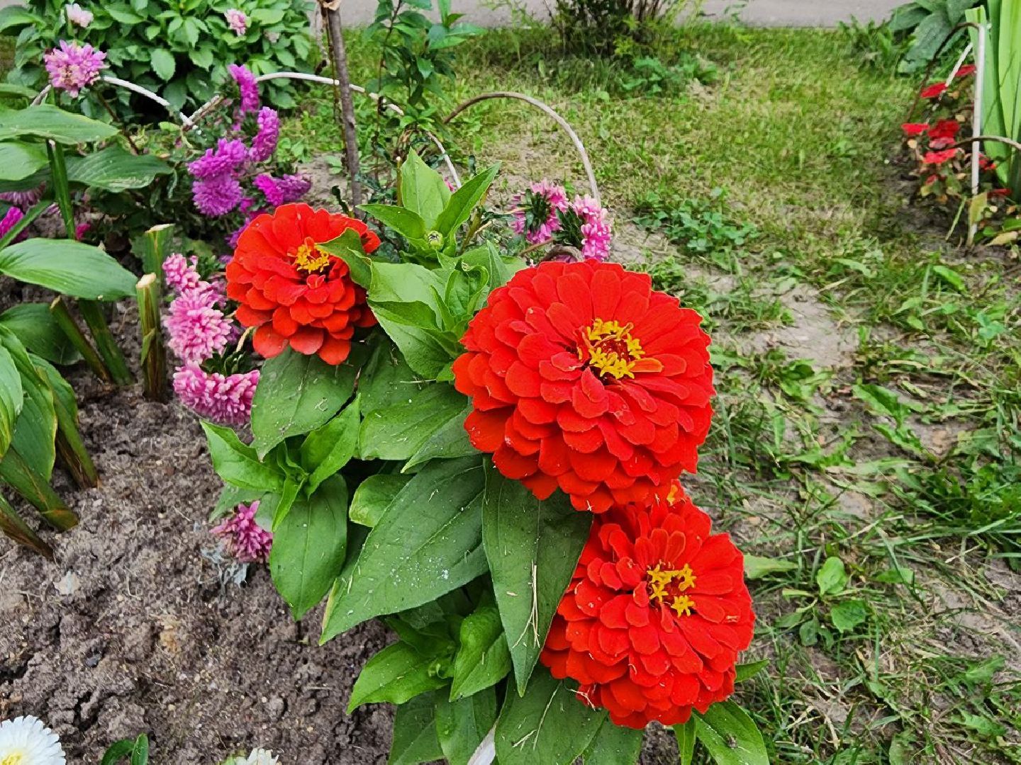цветы, 1 сентября, День знаний, Лосино-Петровский
