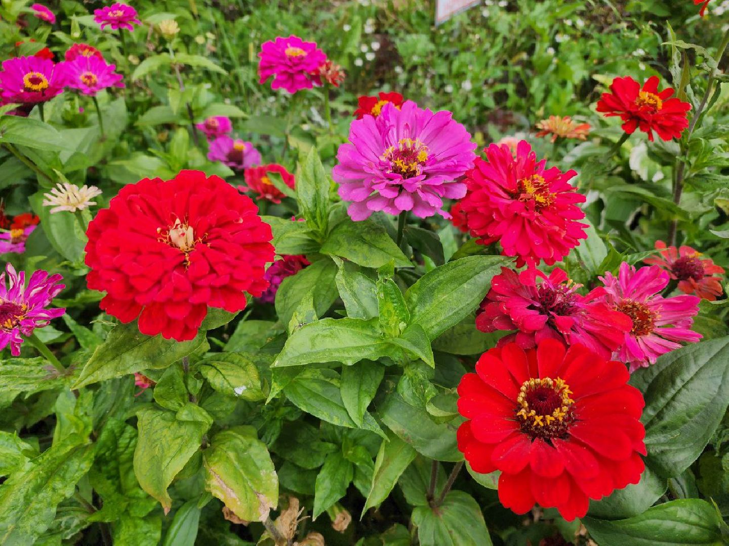 цветы, 1 сентября, День знаний, Лосино-Петровский