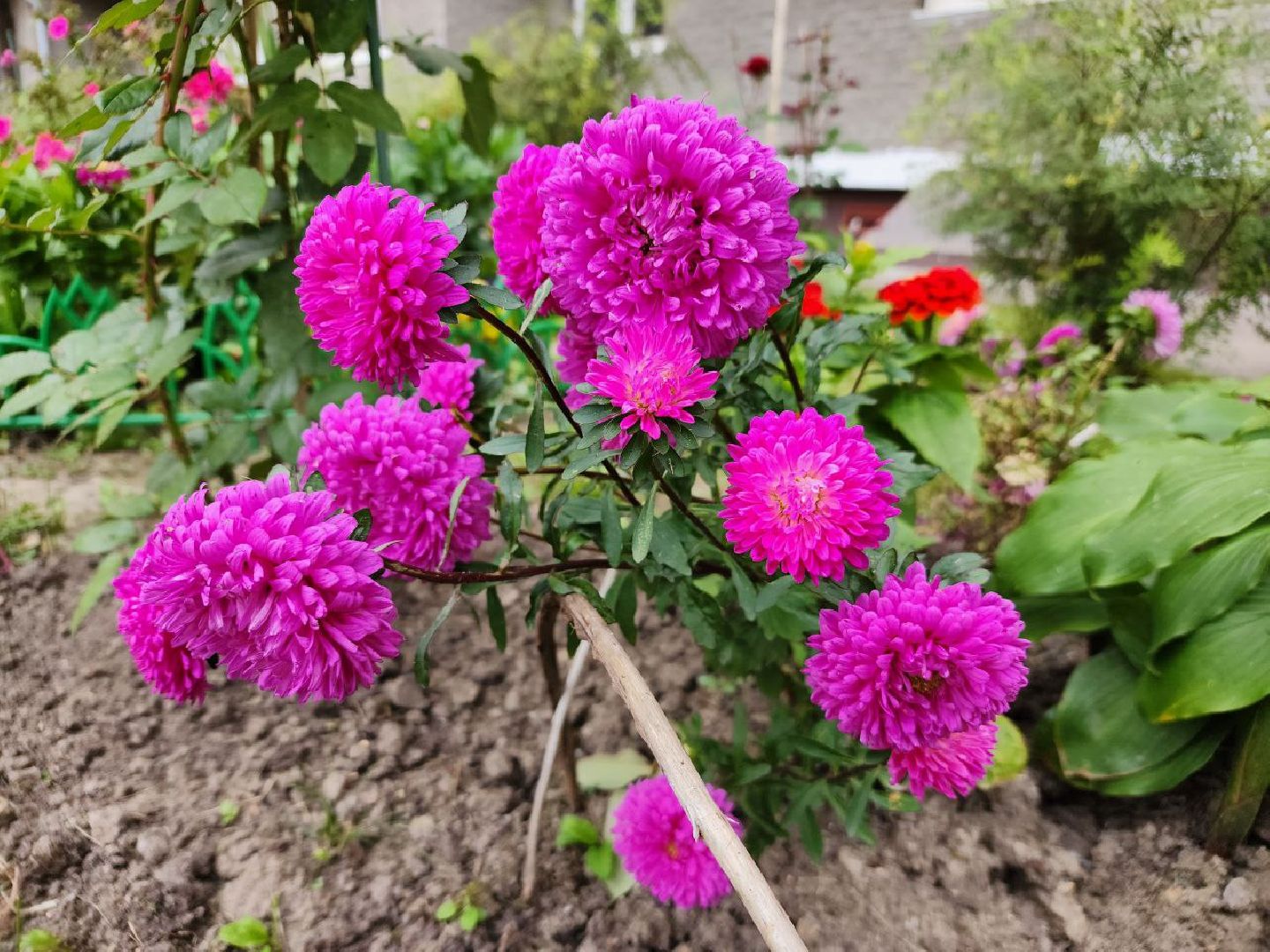 цветы, 1 сентября, День знаний, Лосино-Петровский