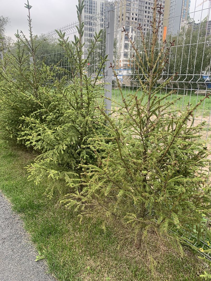 Деревья, экология, благоустройство, красногорск,