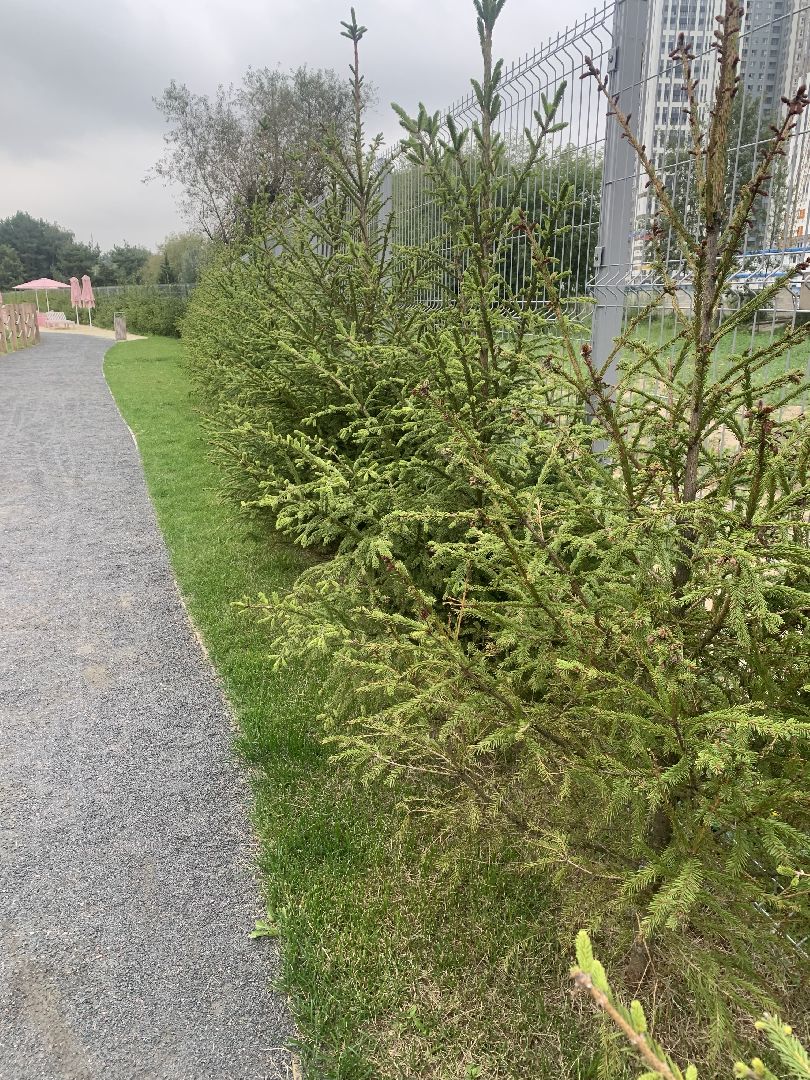 Деревья, экология, благоустройство, красногорск,