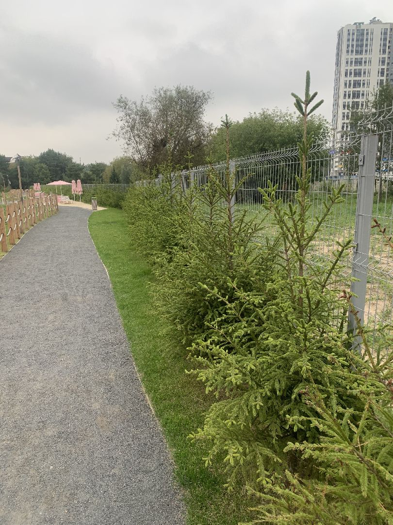 Деревья, экология, благоустройство, красногорск,