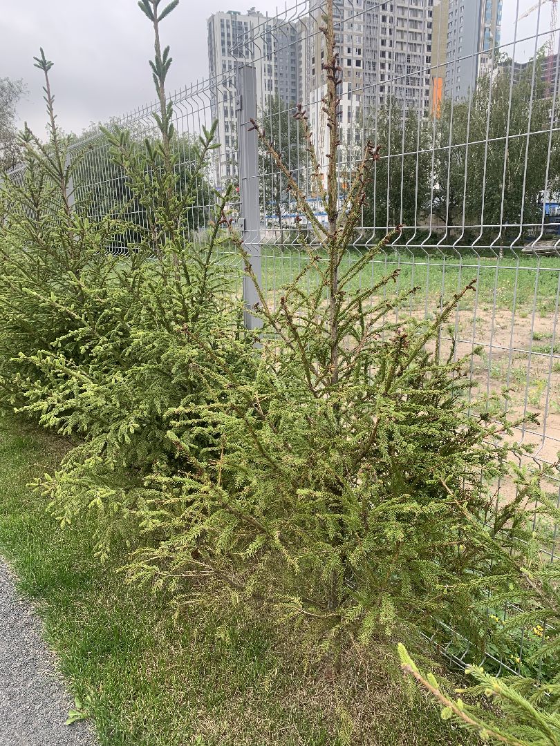 Деревья, экология, благоустройство, красногорск,