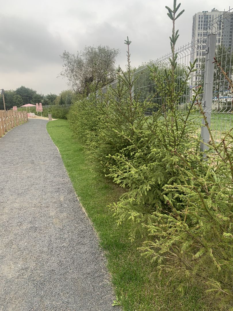 Деревья, экология, благоустройство, красногорск,