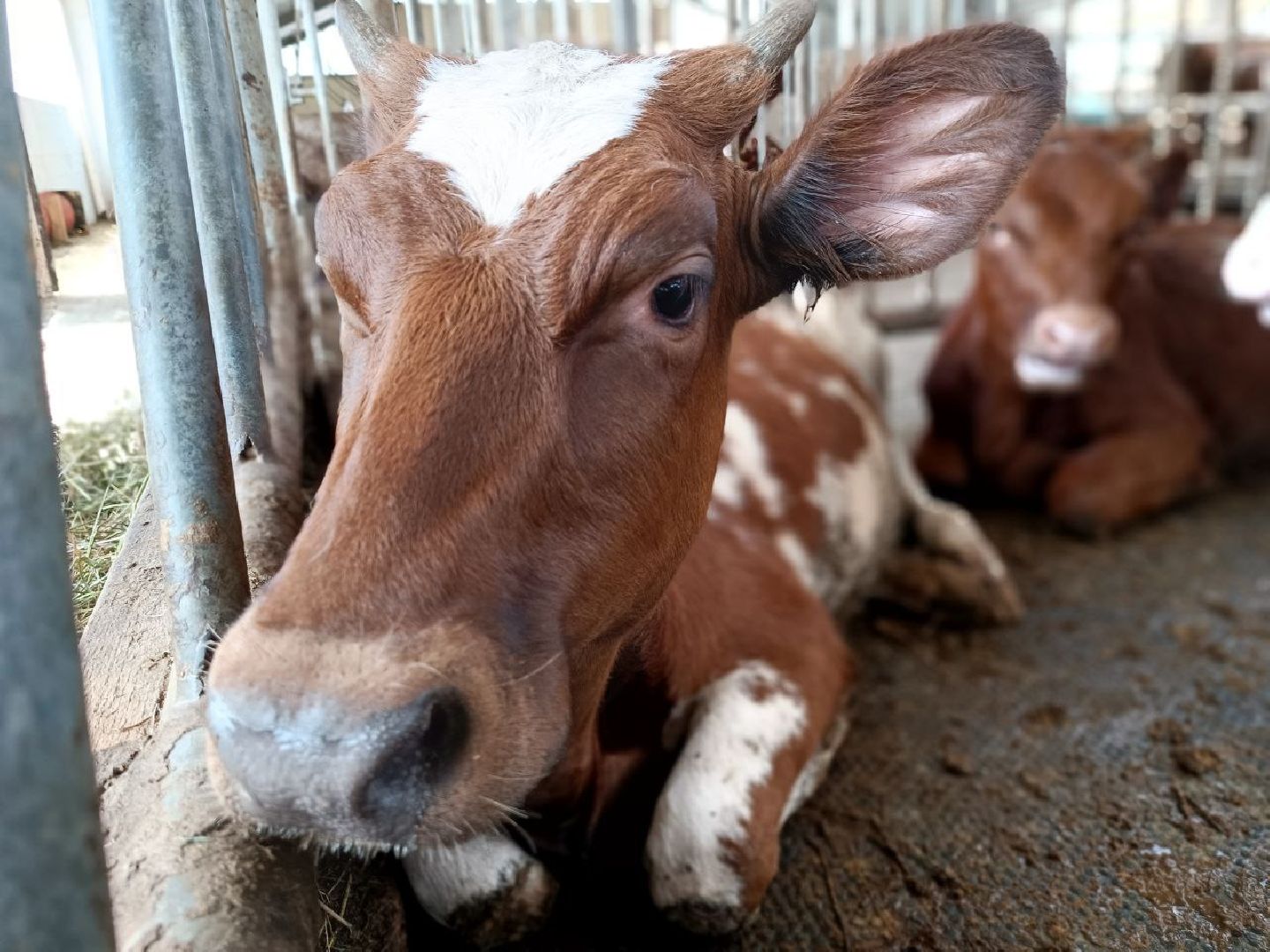 Можайск, Можайский городской округ, Подмосковье, сыр, сыроварня, экоранчо, агротуристический комплекс, туризм