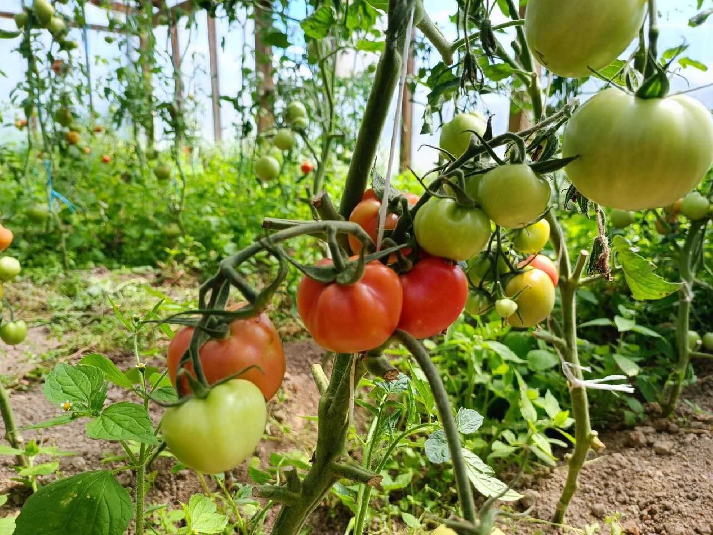 Можайск, Можайский городской округ, Подмосковье, сыр, сыроварня, экоранчо, агротуристический комплекс, туризм