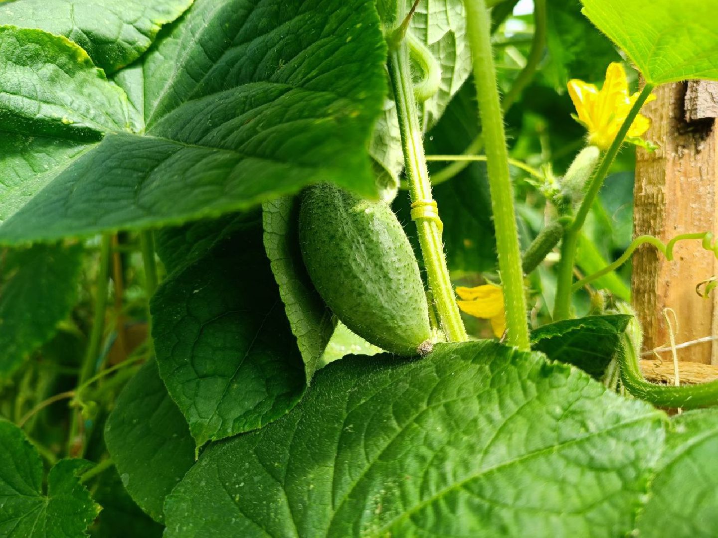 Можайск, Можайский городской округ, Подмосковье, сыр, сыроварня, экоранчо, агротуристический комплекс, туризм