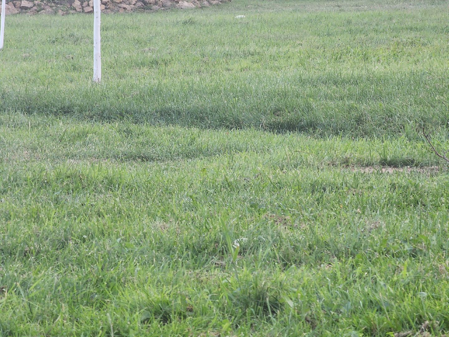 Павловский Посад, городской округ Павловский Посад, станция, люди, покос травы, газон, благоустройство