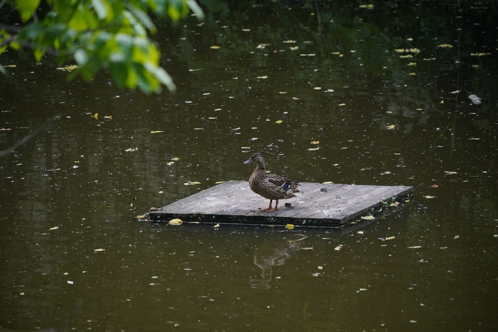 Егорьевск, Гуслица, утки