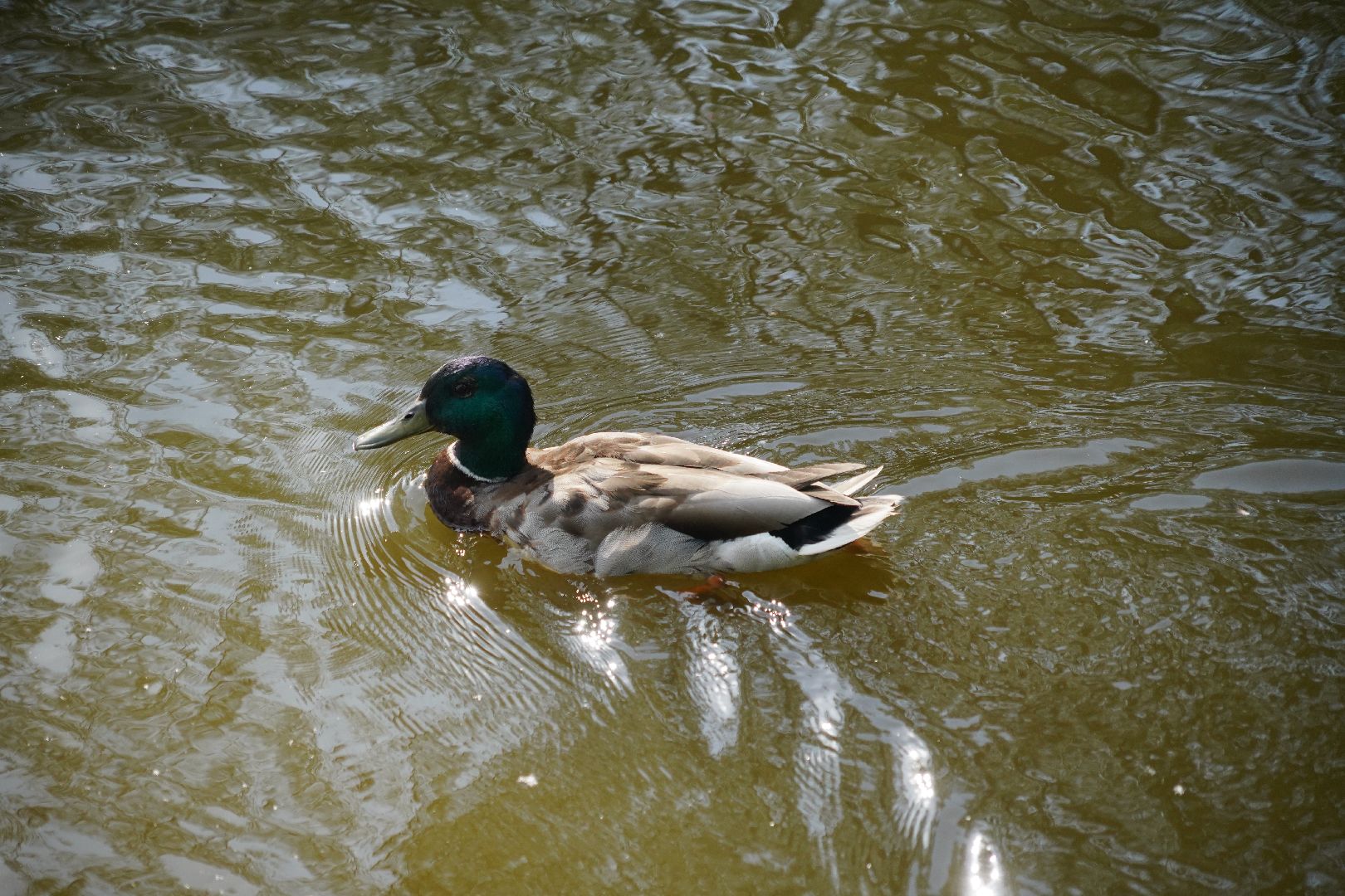 Егорьевск, Гуслица, утки