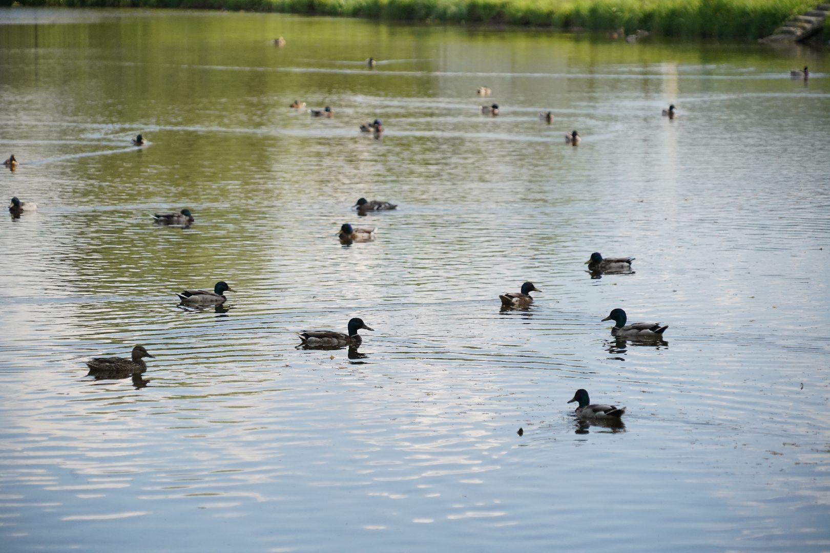 Егорьевск, Гуслица, утки