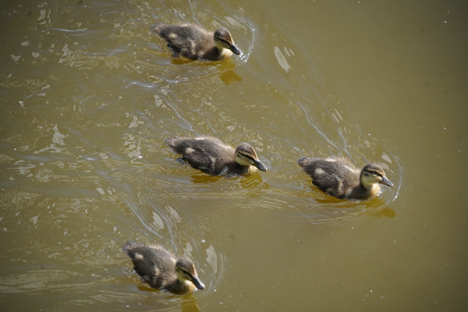 Егорьевск, Гуслица, утки