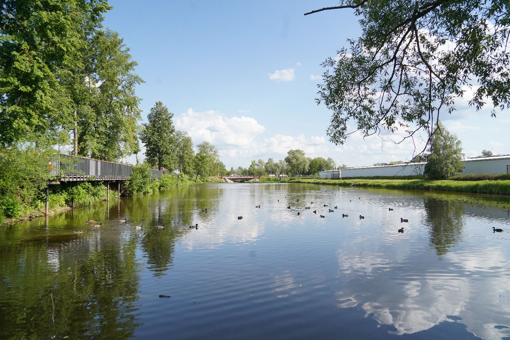 Егорьевск, Гуслица, утки