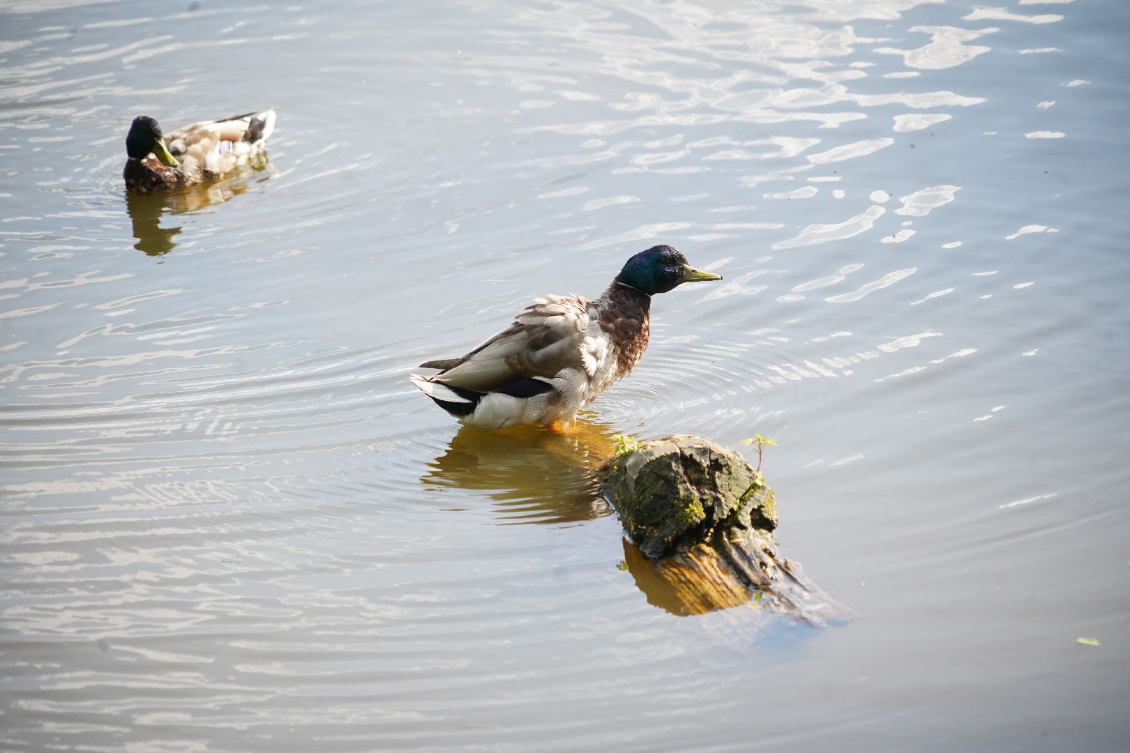 Егорьевск, Гуслица, утки