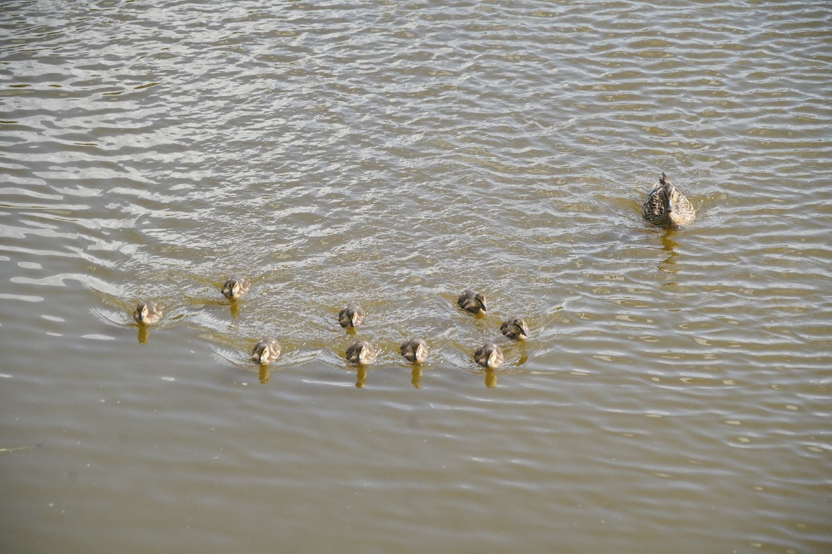 Егорьевск, Гуслица, утки