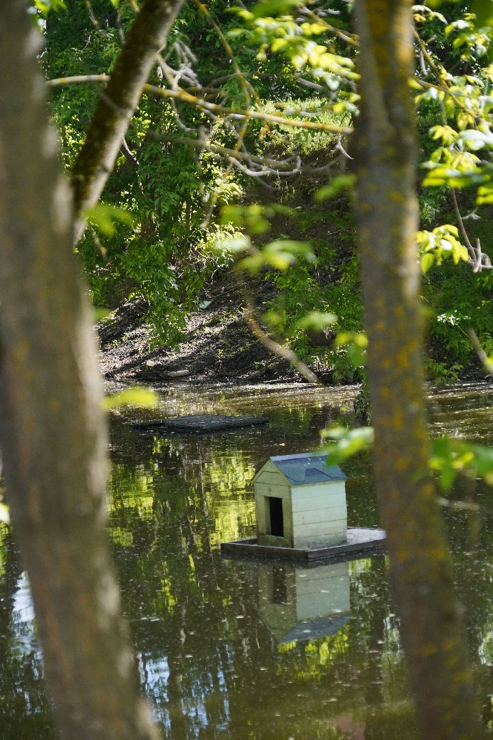 Егорьевск, Гуслица, утки