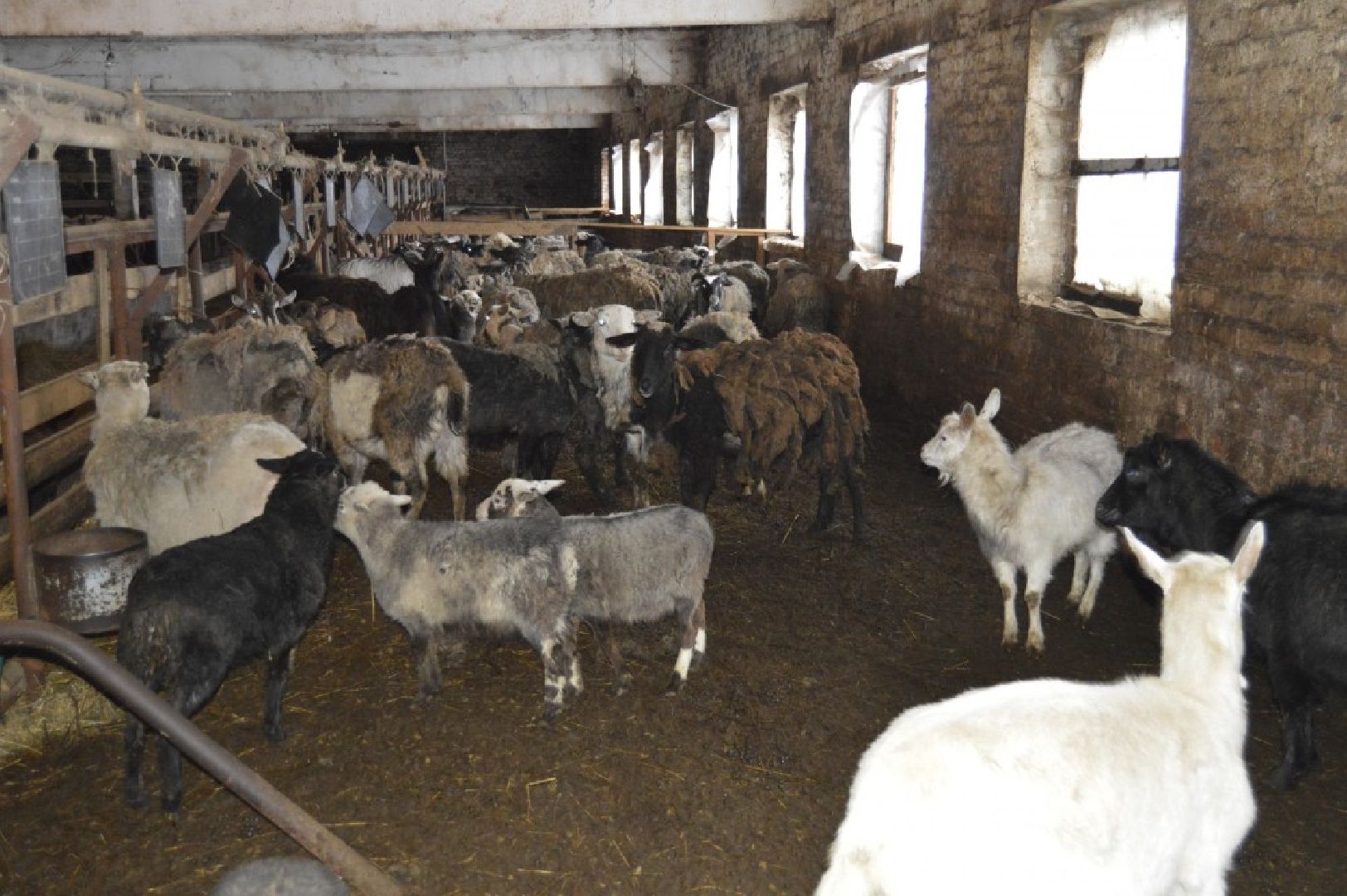 Звенигород, экономика, эко-продукция, фермерстао