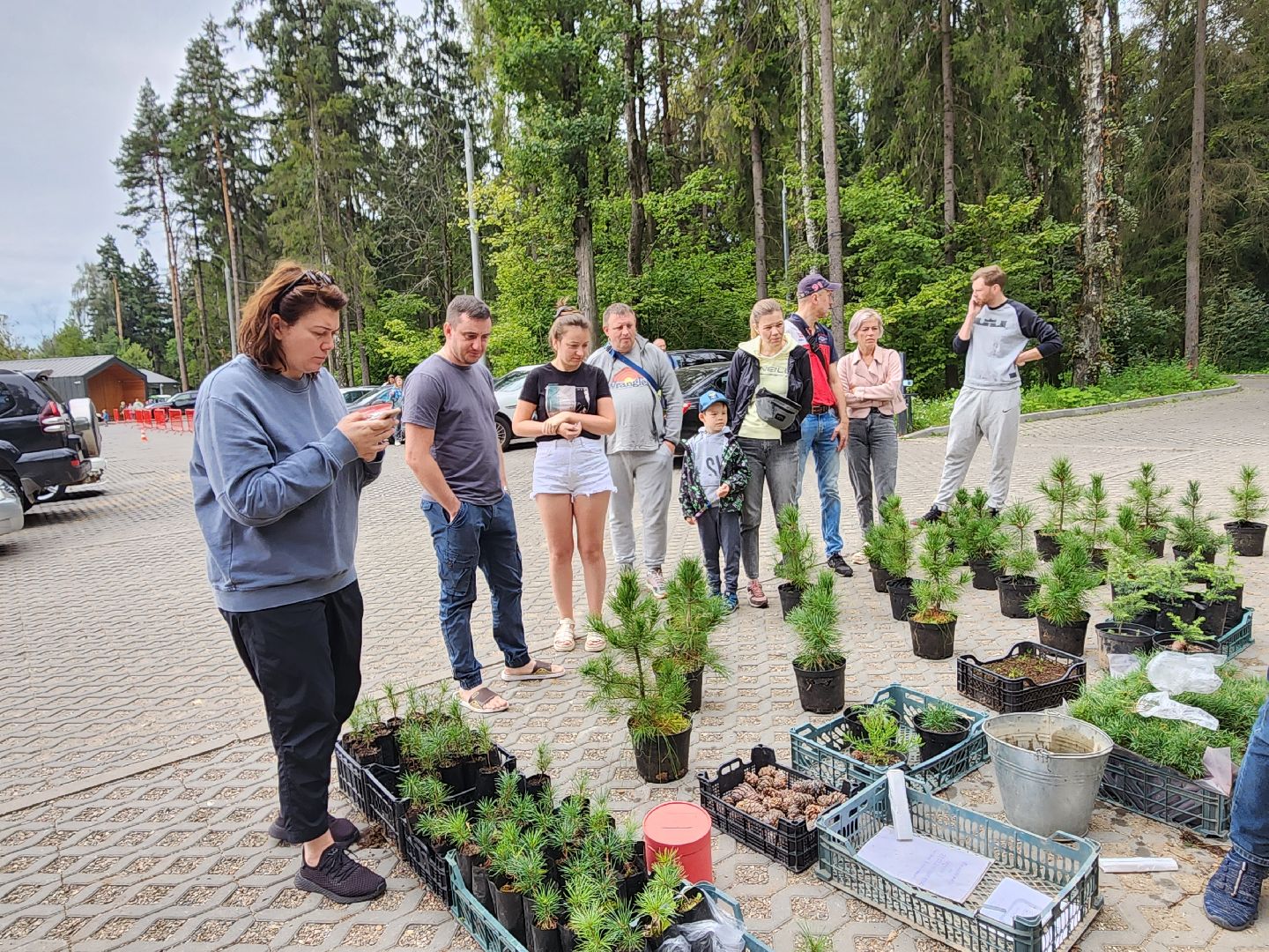 Питомник Хотьково. раздача кедра, Мытищи, лесопарк