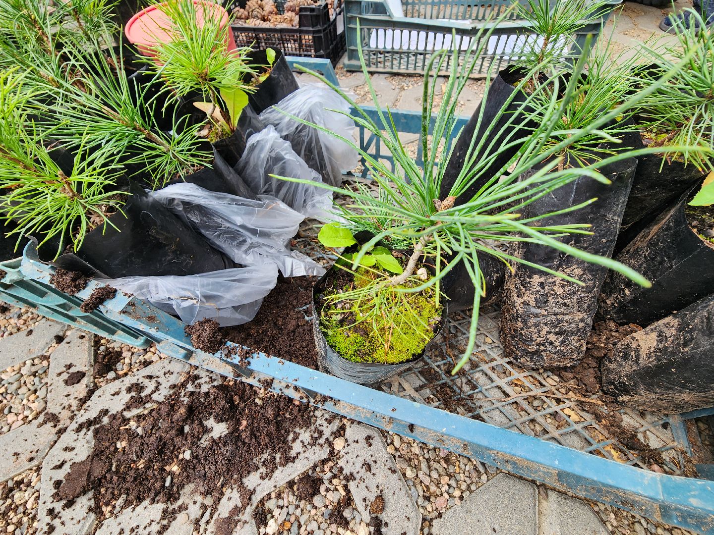 Питомник Хотьково. раздача кедра, Мытищи, лесопарк