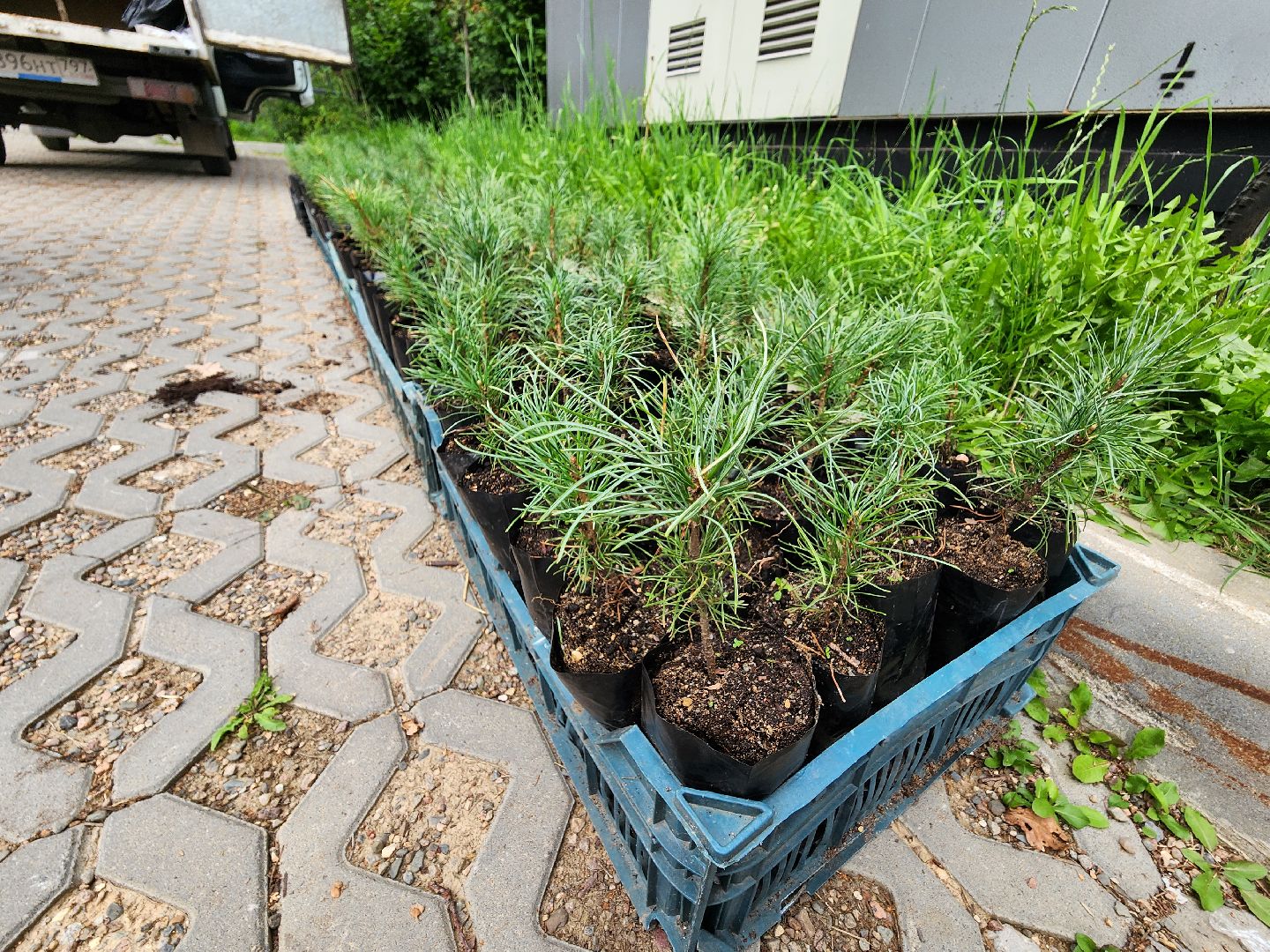 Питомник Хотьково. раздача кедра, Мытищи, лесопарк