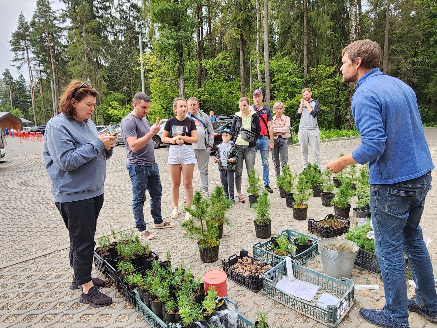 Питомник Хотьково. раздача кедра, Мытищи, лесопарк