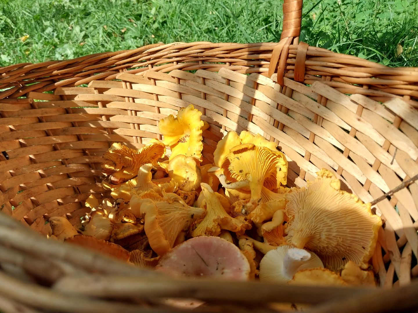 Коломна, грибы, грибной сезон, лес