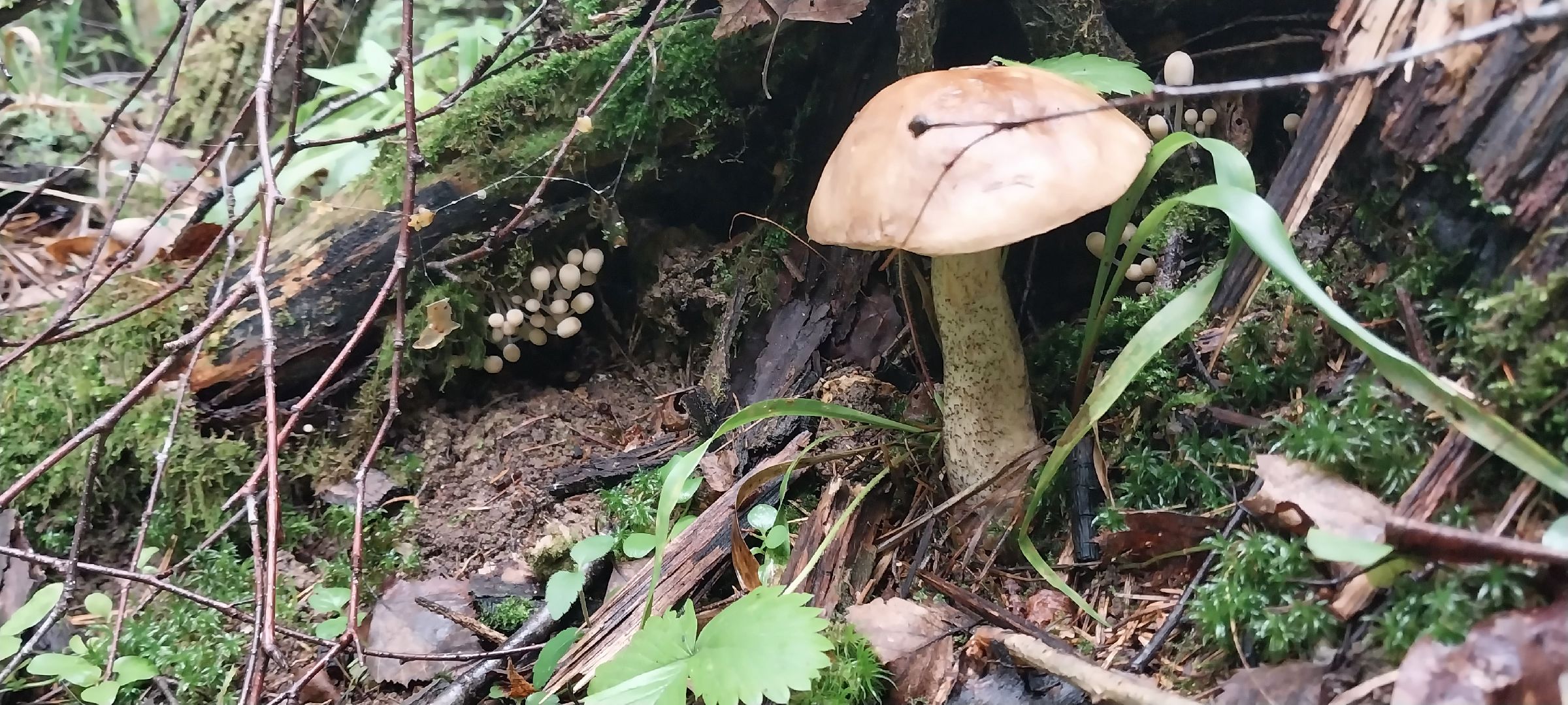 Коломна, грибы, грибной сезон, лес