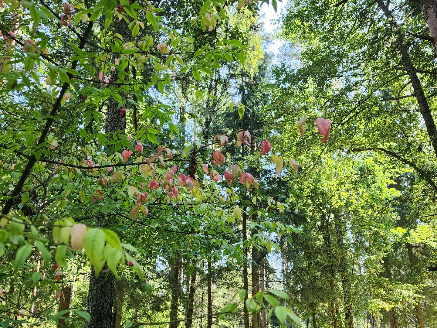осень, погода, деревья, береза