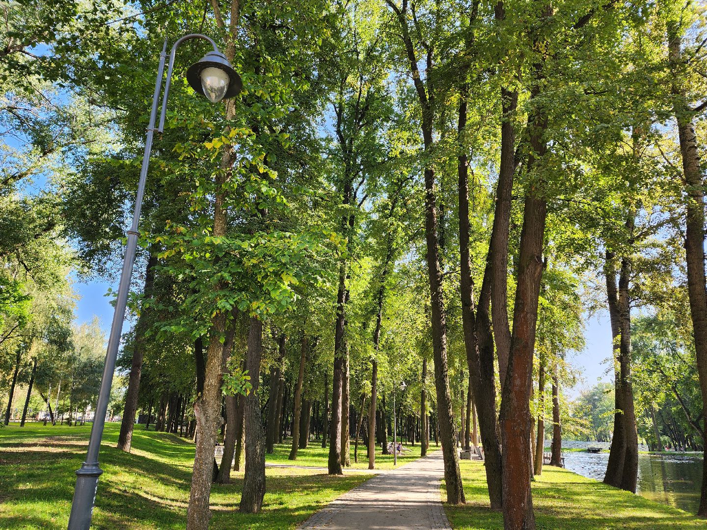 осень, погода, деревья, береза