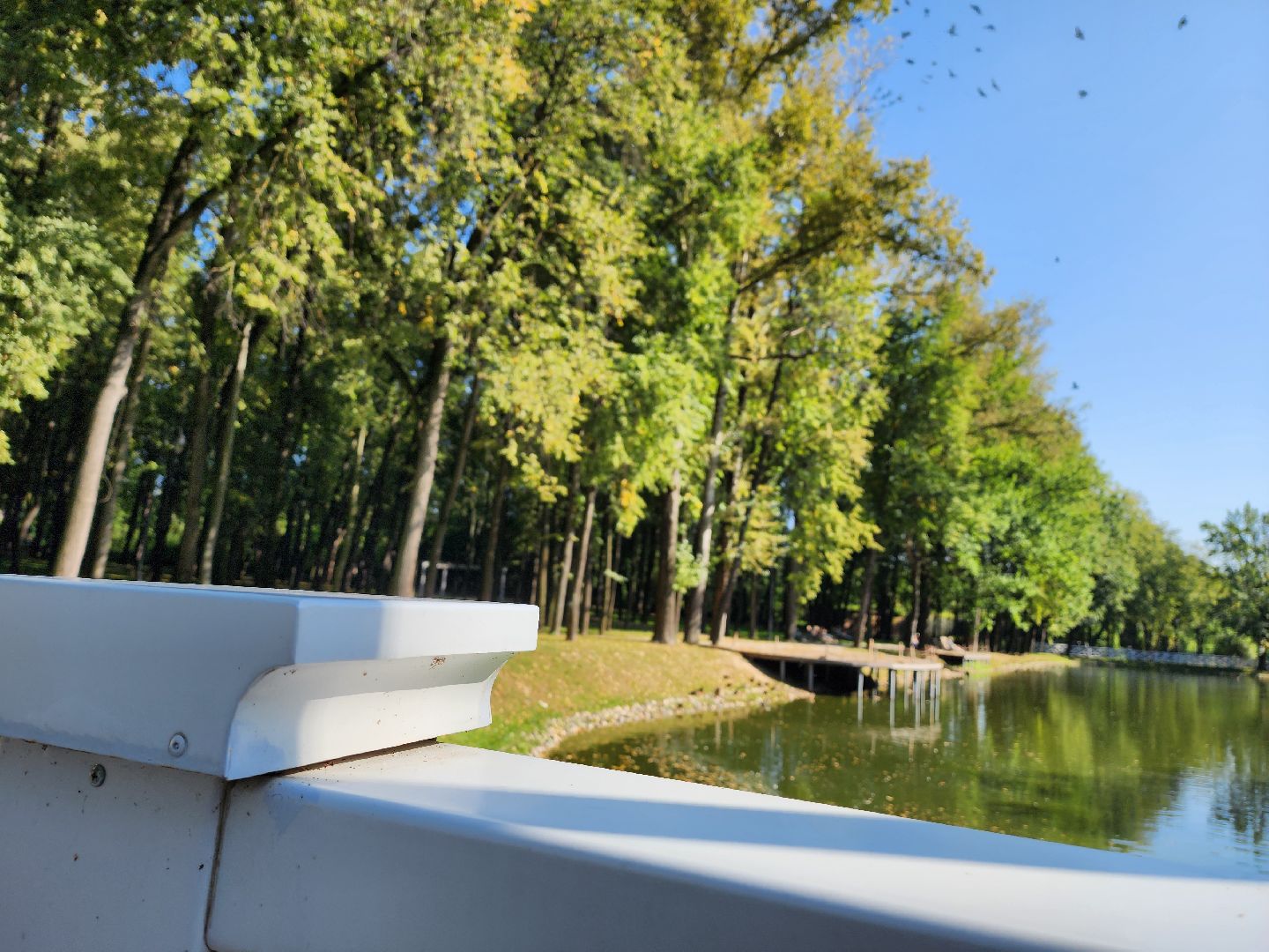 осень, погода, деревья, береза