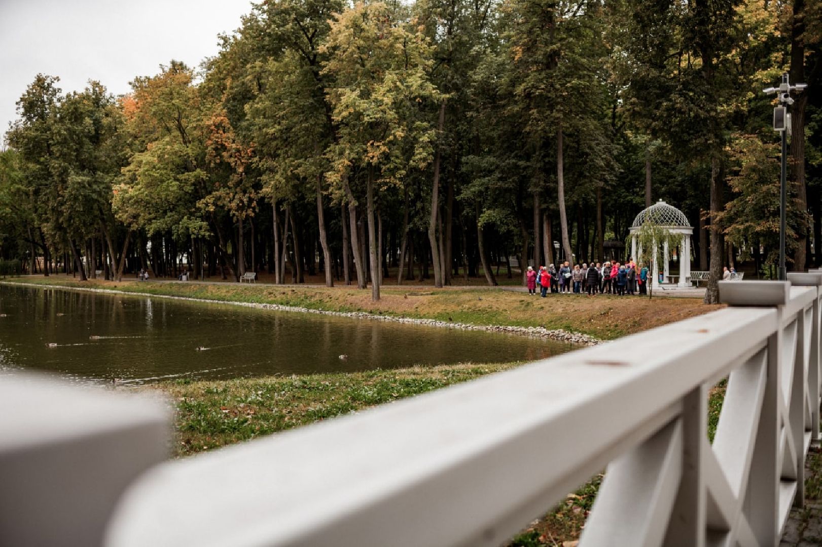 осень, погода, деревья, береза