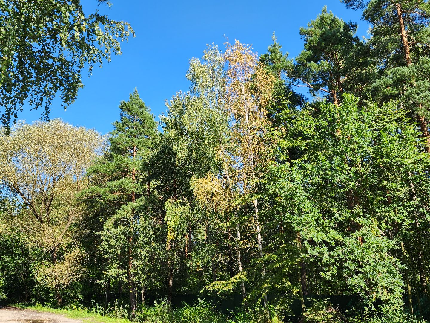 осень, погода, деревья, береза