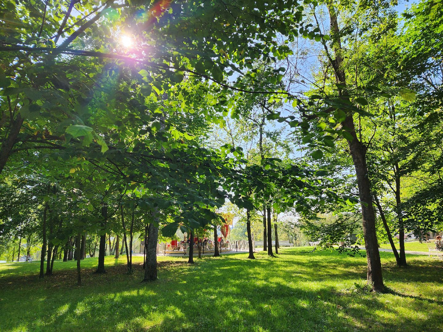 осень, погода, деревья, береза