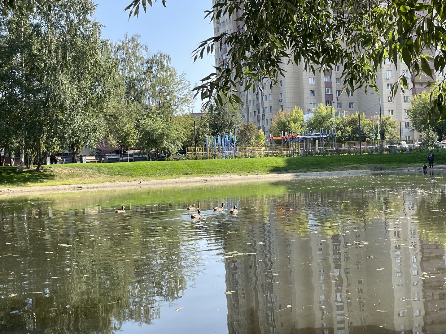 Пруд, благоустройство, пруд, жители