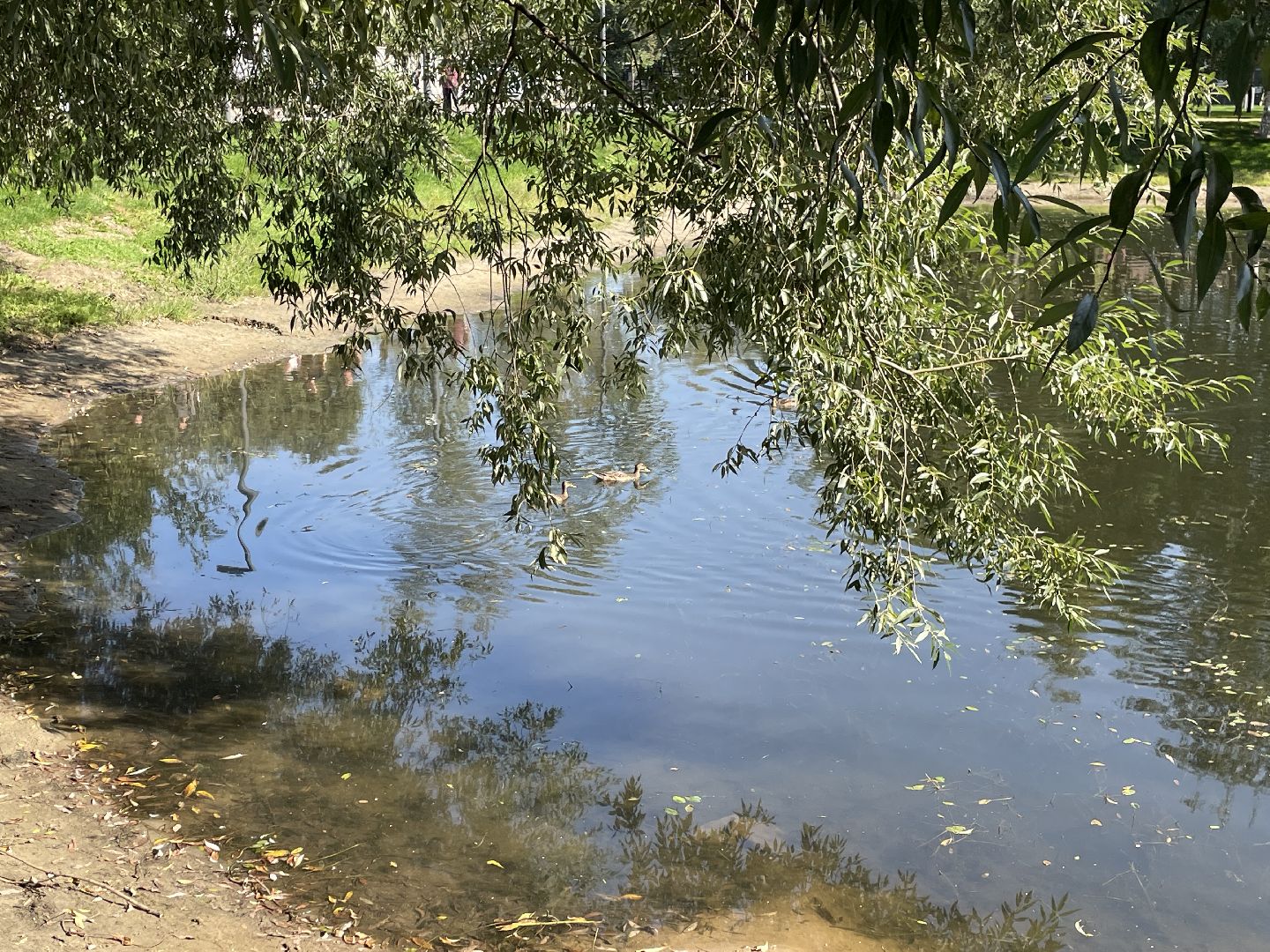 Пруд, благоустройство, пруд, жители