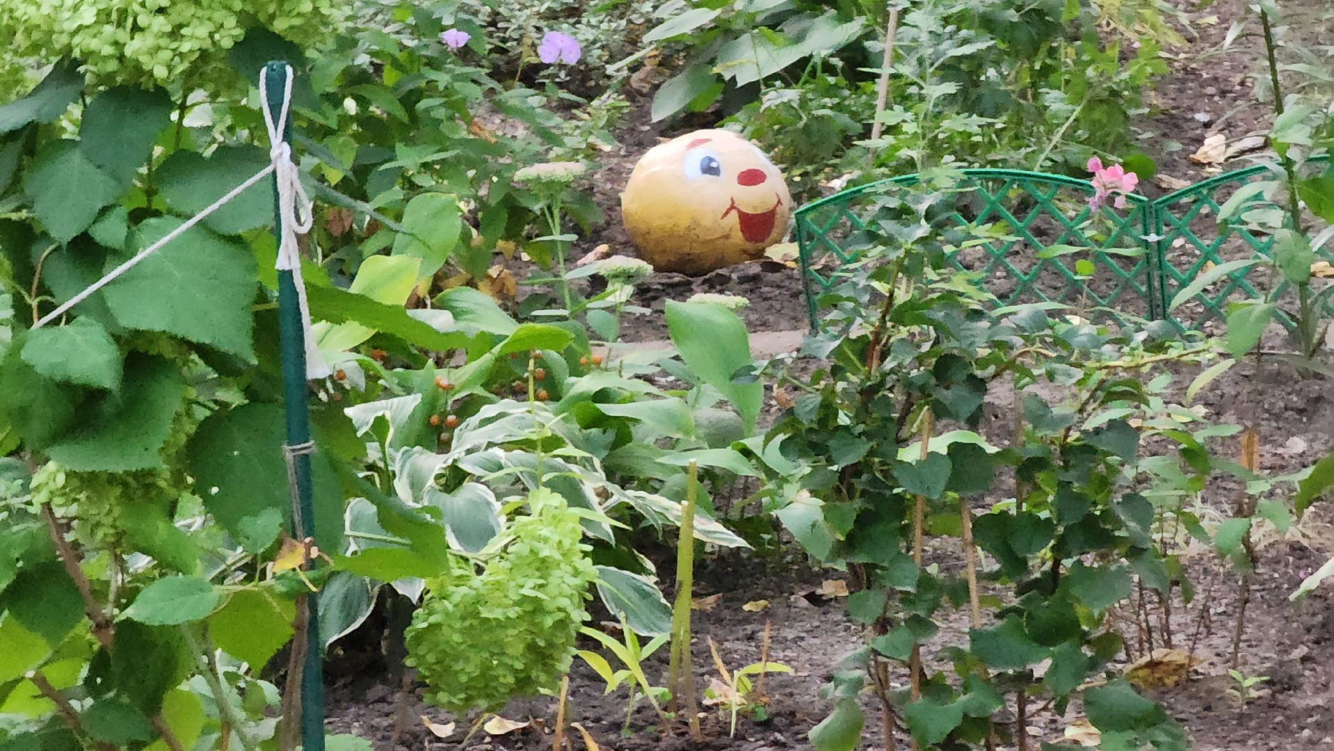 Долгопрудный, цветник, благоустройство