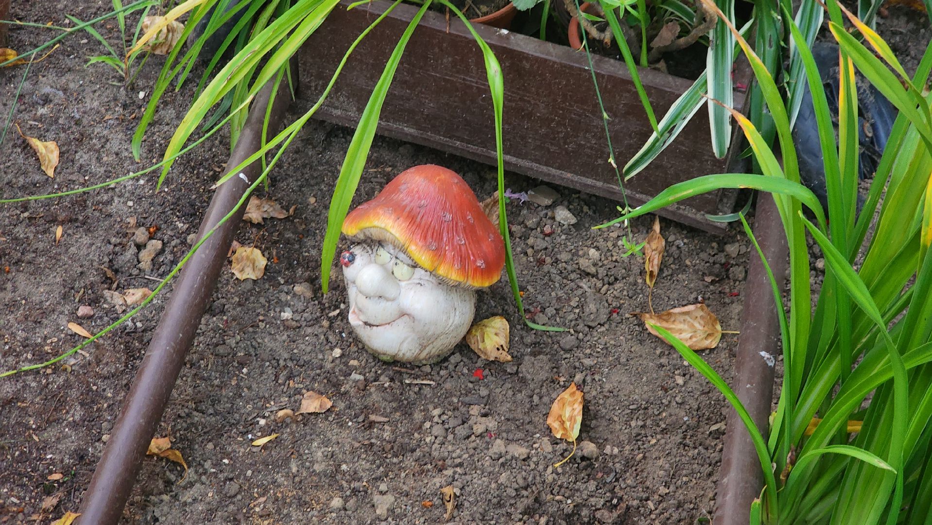 Долгопрудный, цветник, благоустройство